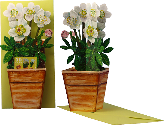 3D flower pot card "Christmas Rose"